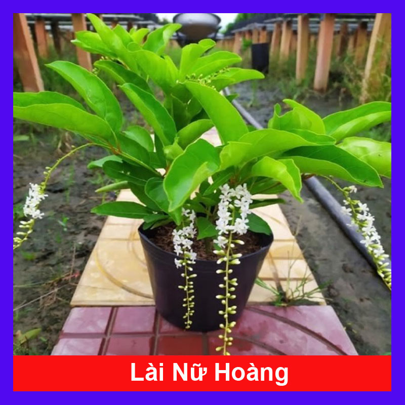 Cây Lài Nữ Hoàng