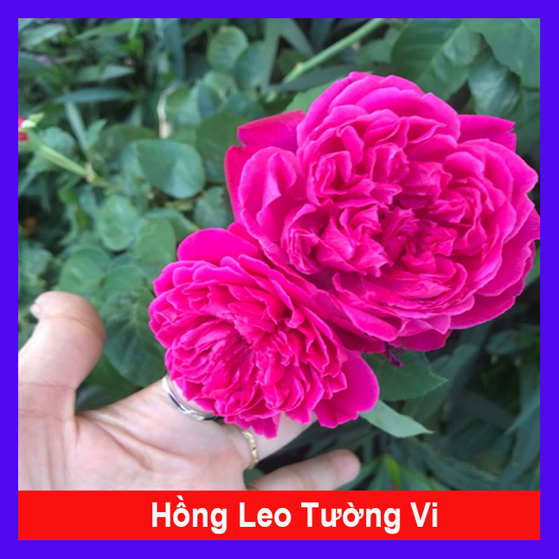 Cây Hồng Leo Tường Vy