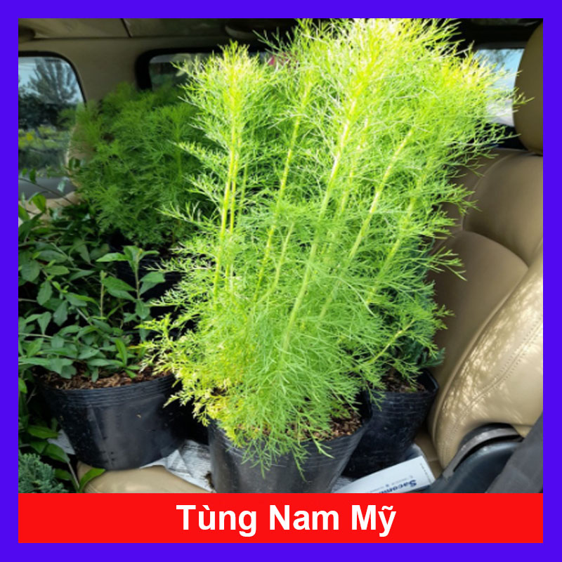 Cây Tùng Nam Mỹ