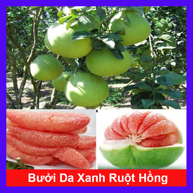 Cây Bưởi Da Xanh