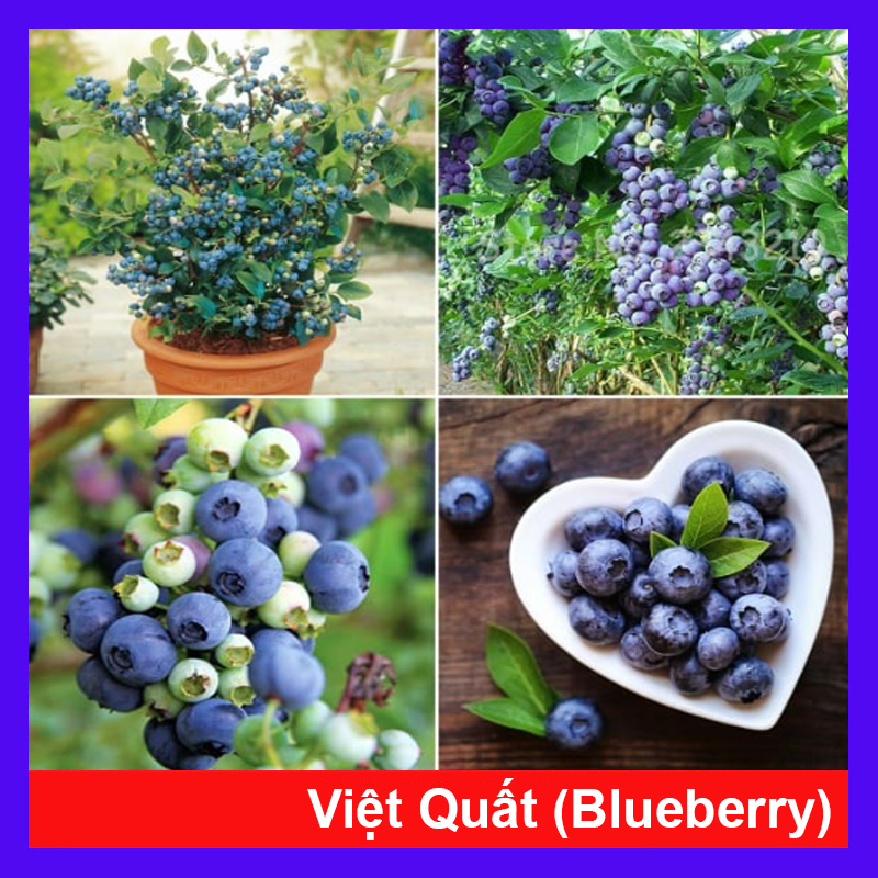 Cây Việt Quất