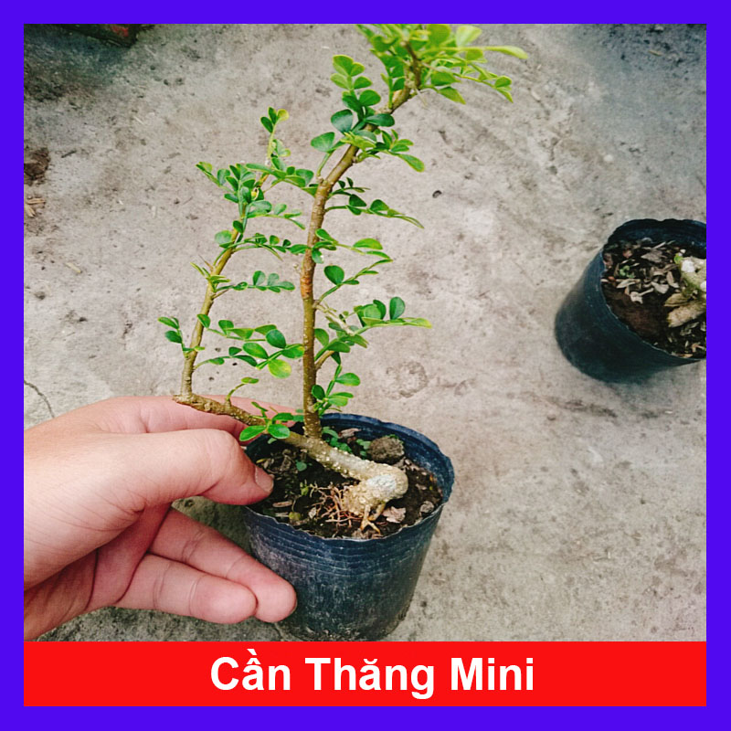 Cây Cần Thăng Mini
