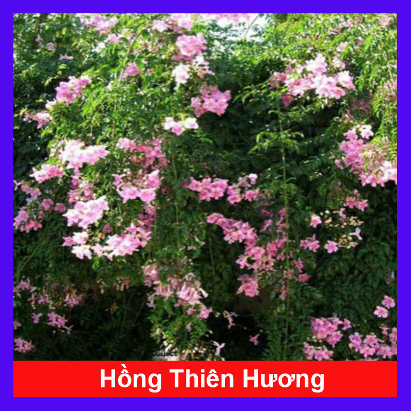 Cây Hồng Thiên Hương
