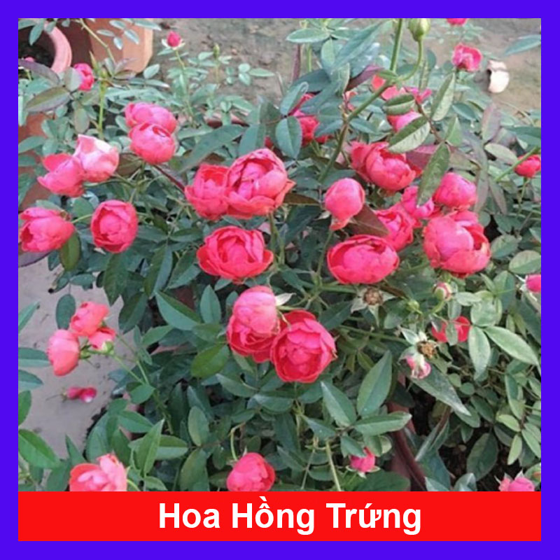 Cây Hồng Trứng