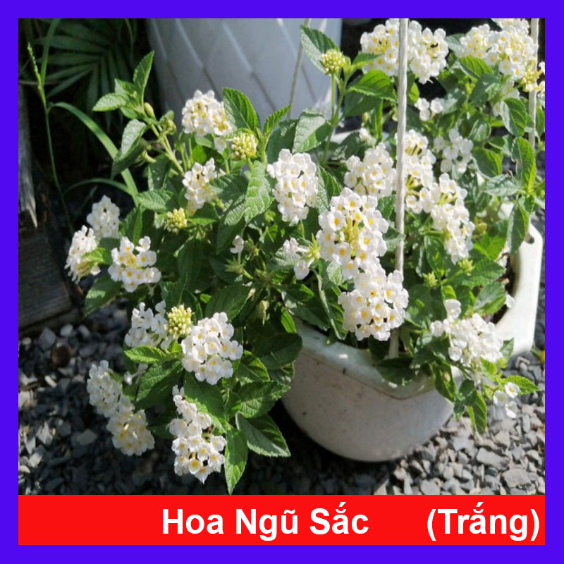 Cây Hoa Trâm Ổi (Trắng)