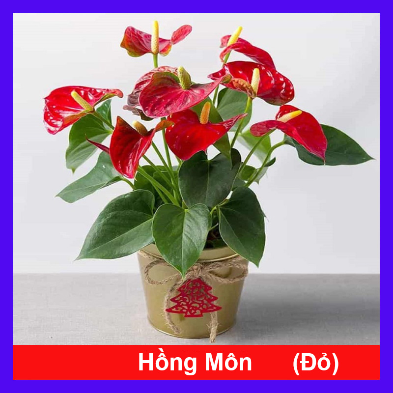Cây Hồng Môn (Đỏ)