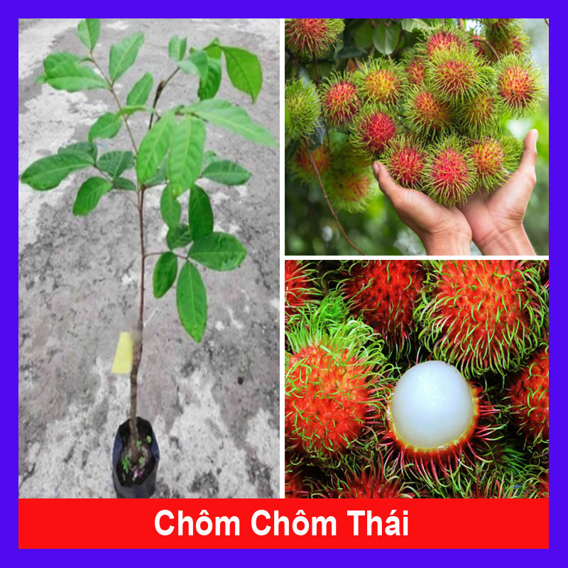 Cây Chôm Chôm Thái