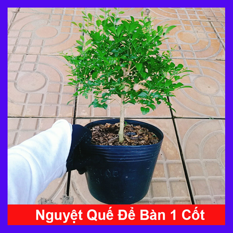 Cây Nguyệt Quế 1 Cốt