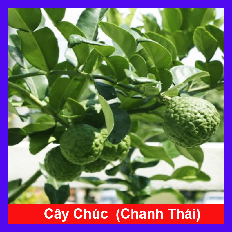 Cây Chúc