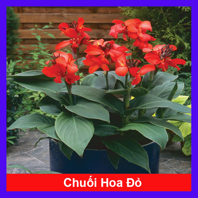 Cây Chuối Hoa Đỏ