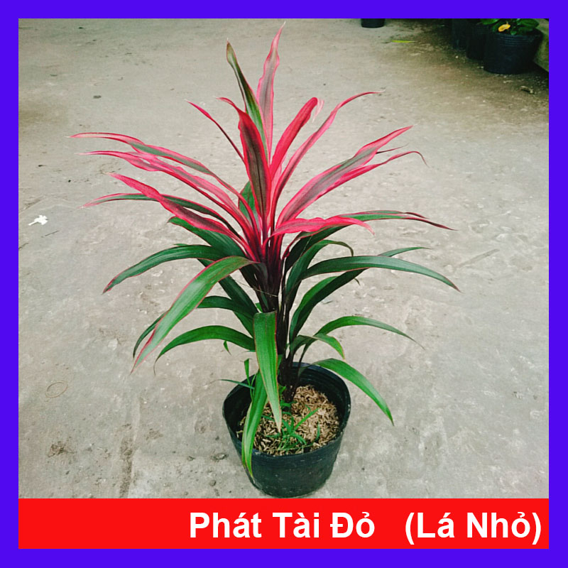 Cây Phát Tài Đỏ (Lá nhỏ)