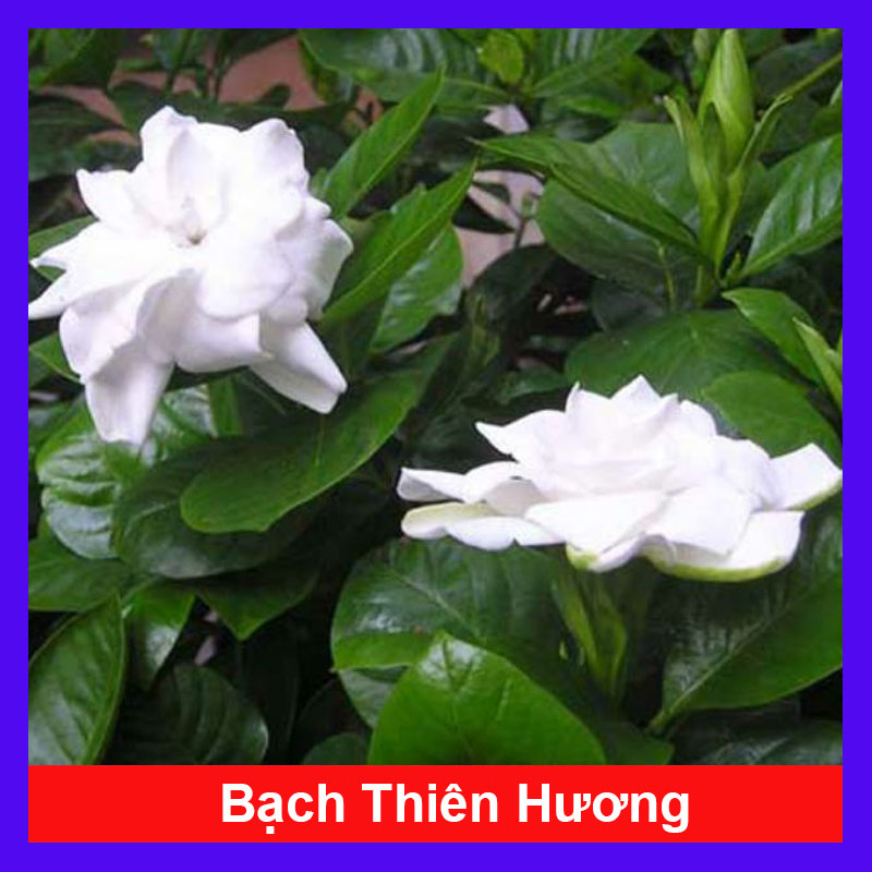 Cây Bạch Thiên Hương