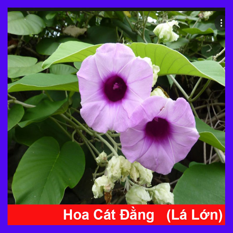 Cây Cát Đằng Lá Lớn