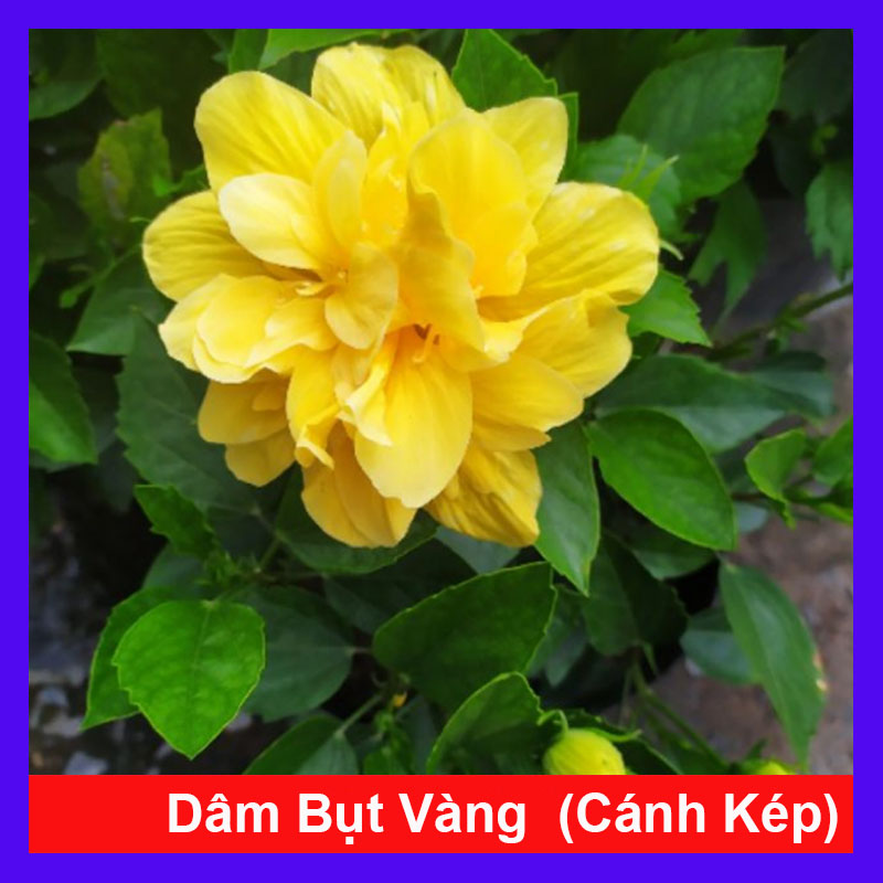 Cây Dâm Bụt Kép Vàng