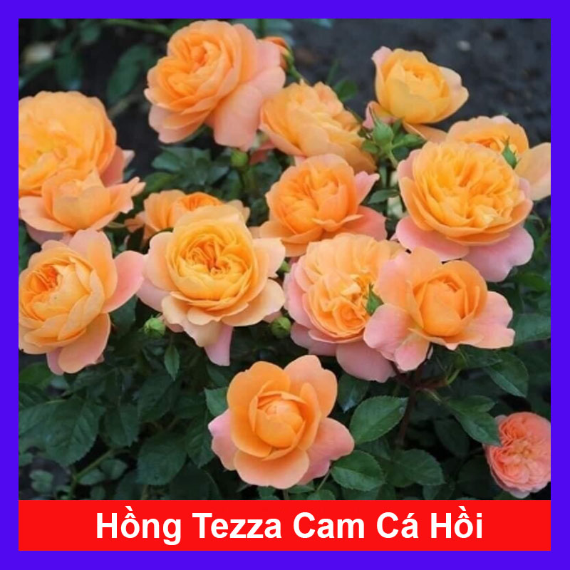 Cây Hồng Tezza Cá Hồi