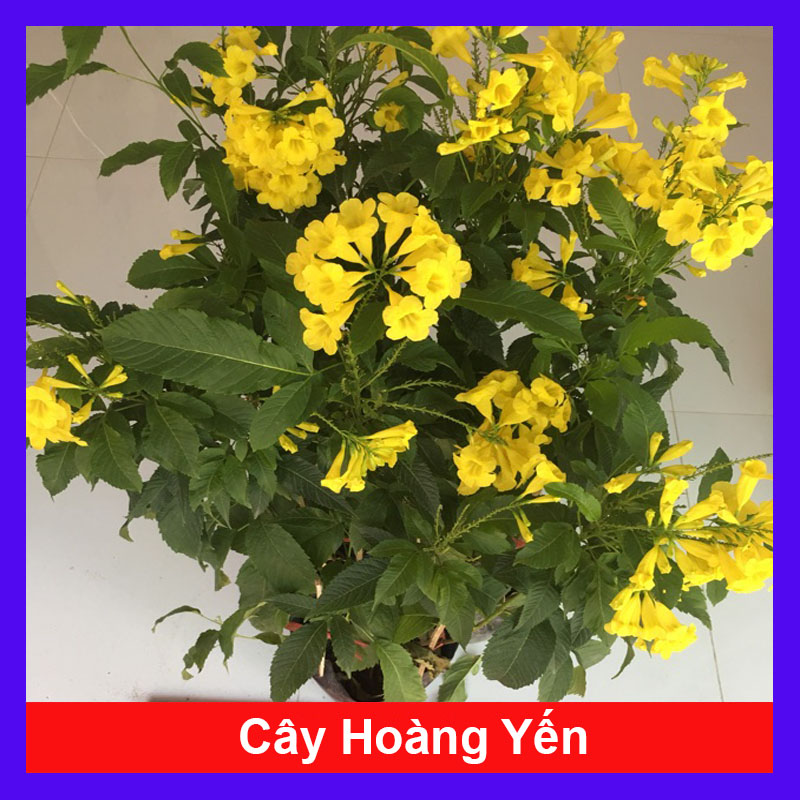 Cây Hoàng Yến