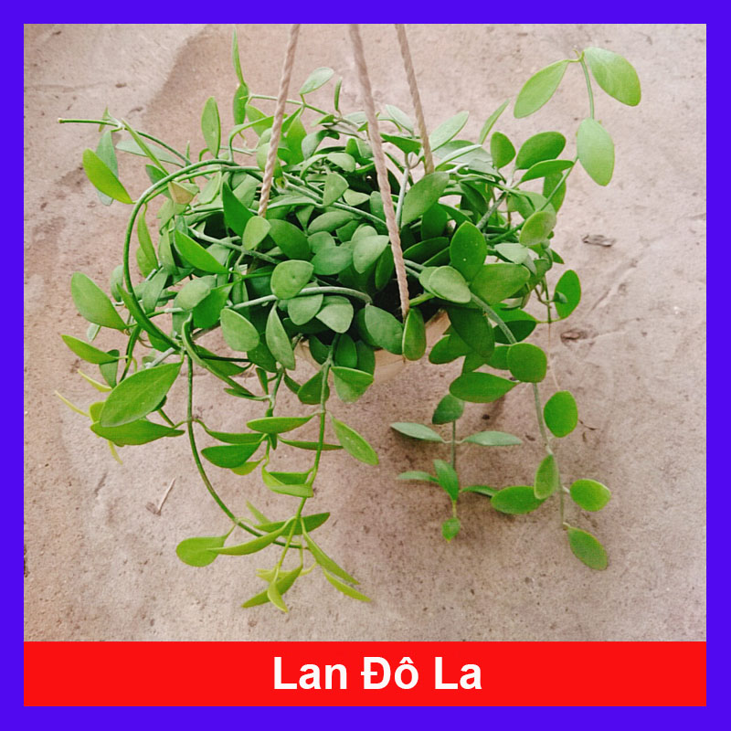 Cây Lan Đô La