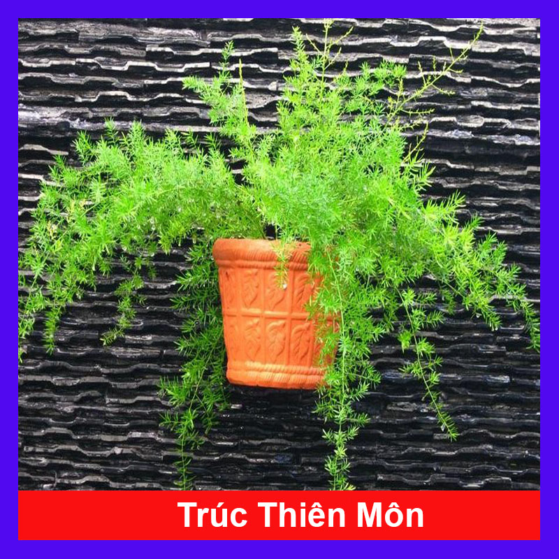 Cây Trúc Thiên Môn