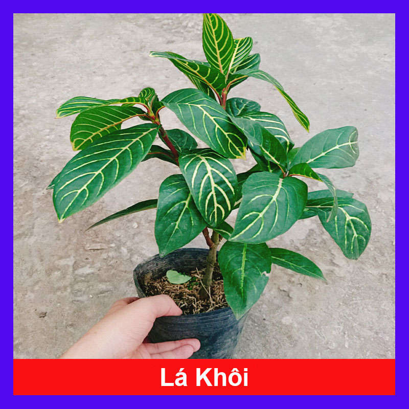 Cây Lá Khôi