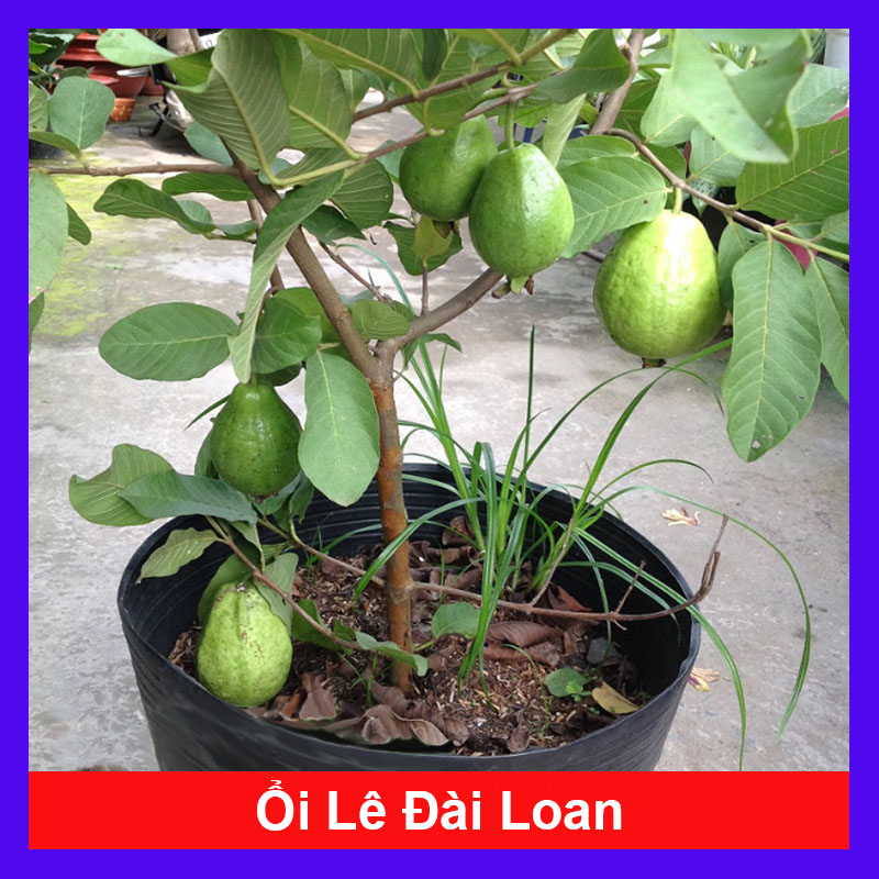 Cây Ổi Lê