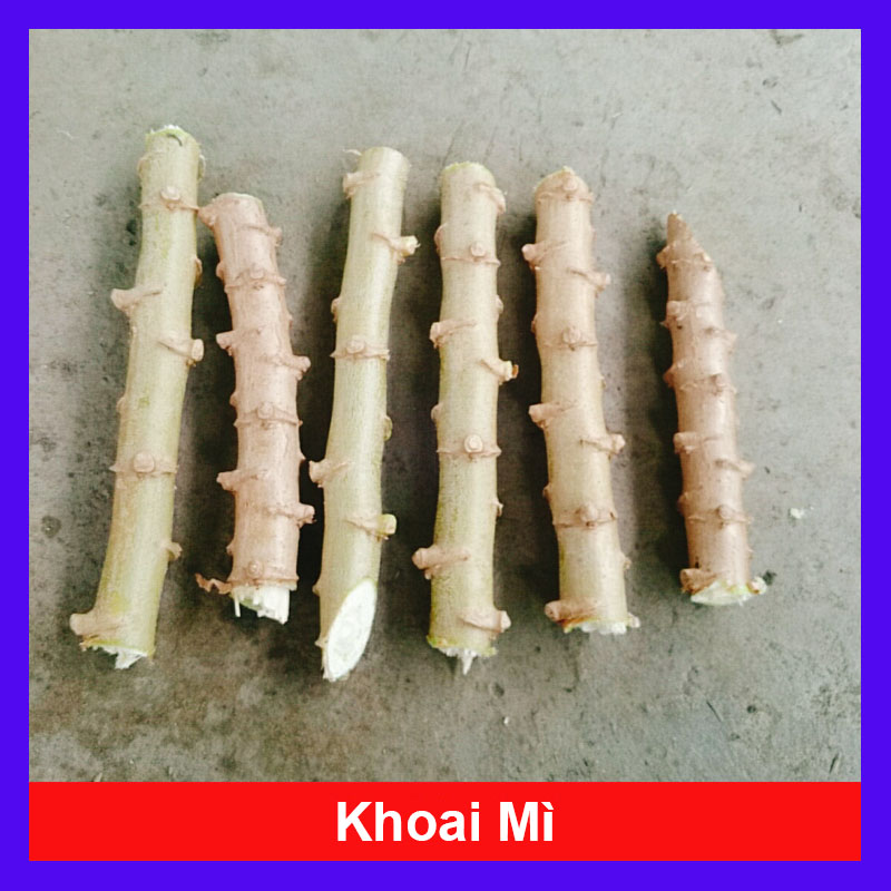 Cây Khoai Mì