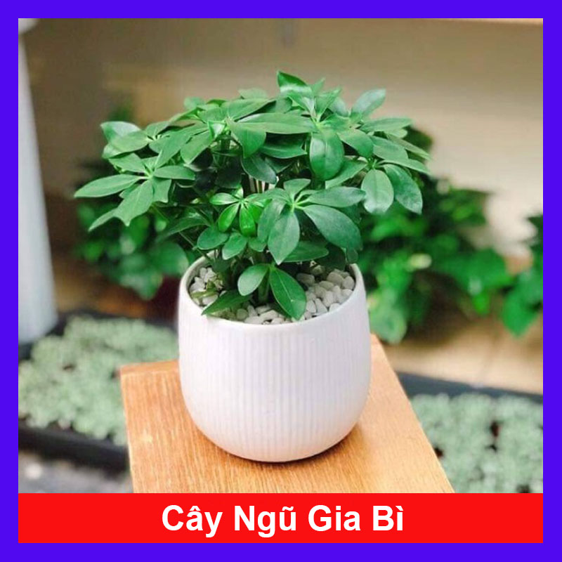 Cây Ngũ Gia Bì