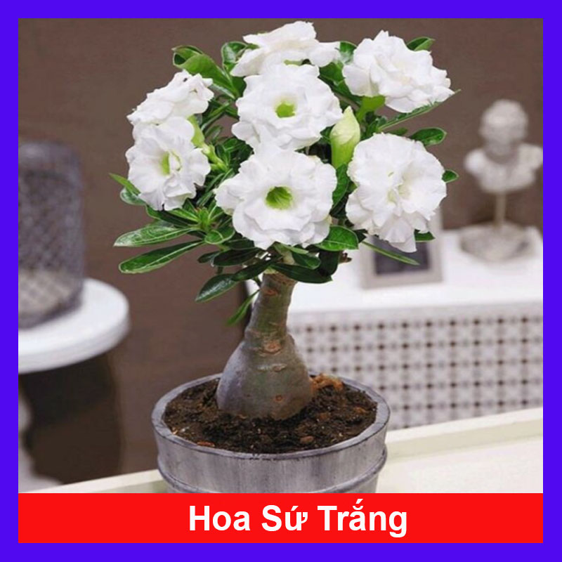 Cây Sứ Trắng