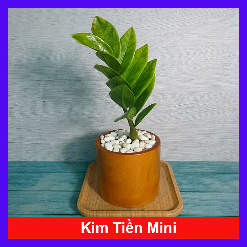 Cây Kim Tiền Mini