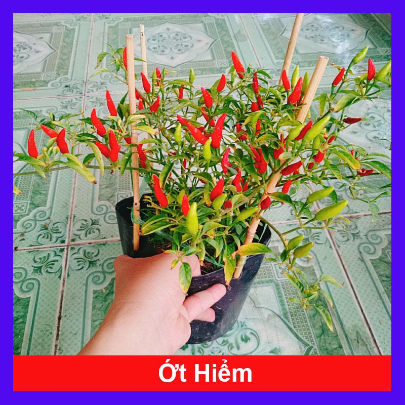 Cây Ớt Hiểm