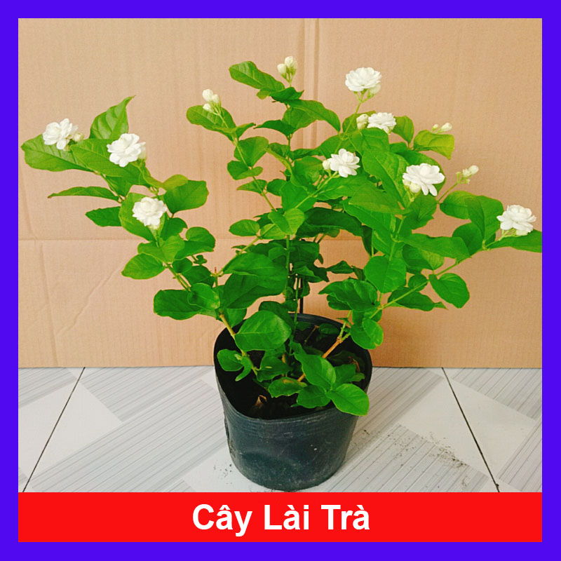 Cây Lài Trà