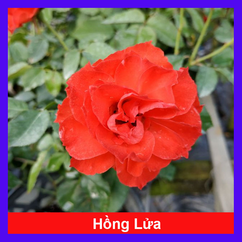 Cây Hồng Lửa