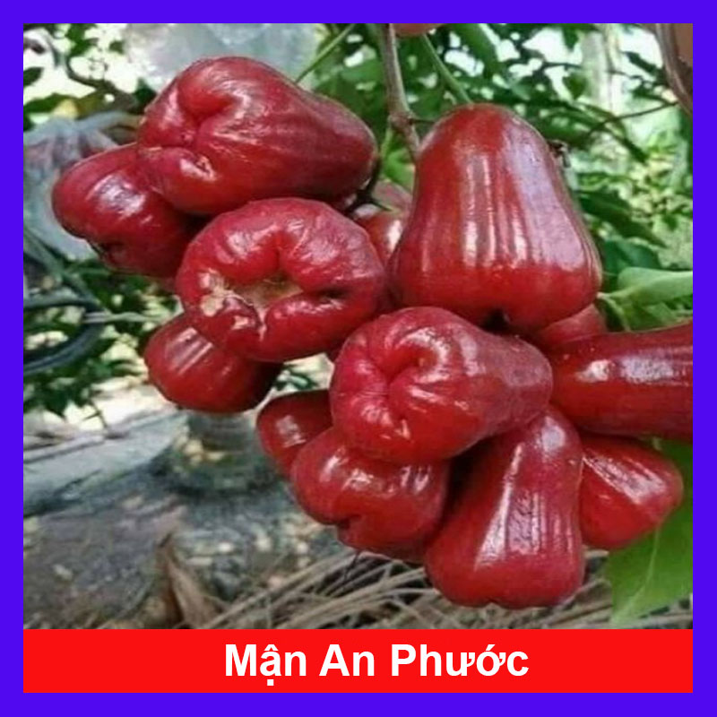 Cây Mận An Phước