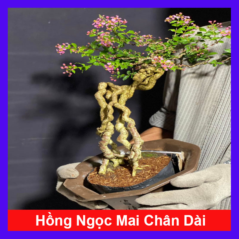 Cây Hồng Ngọc Mai Chân Dài