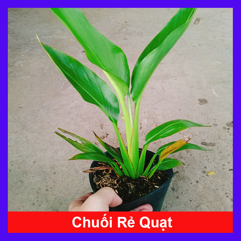 Cây Chuối Rẽ Quạt (Nhỏ)