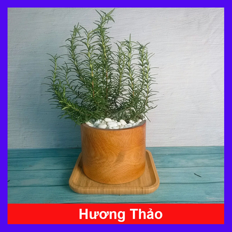 Cây Hương Thảo