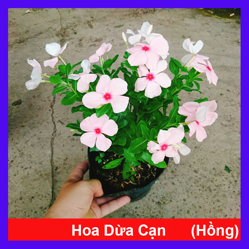 Cây Hoa Dừa Cạn (Hồng)