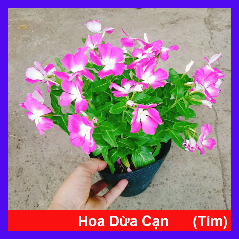 Cây Hoa Dừa Cạn (Tím)