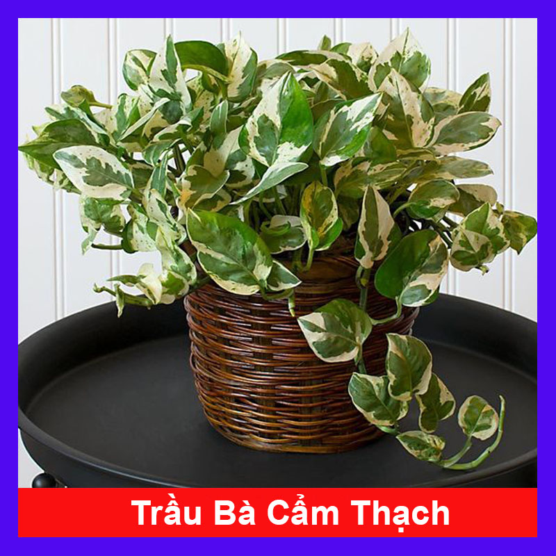 Cây Trầu Bà Cẩm Thạch
