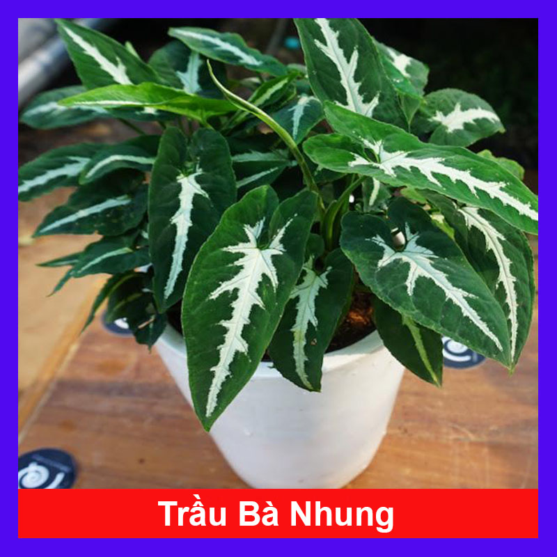 Cây Trầu Bà Nhung