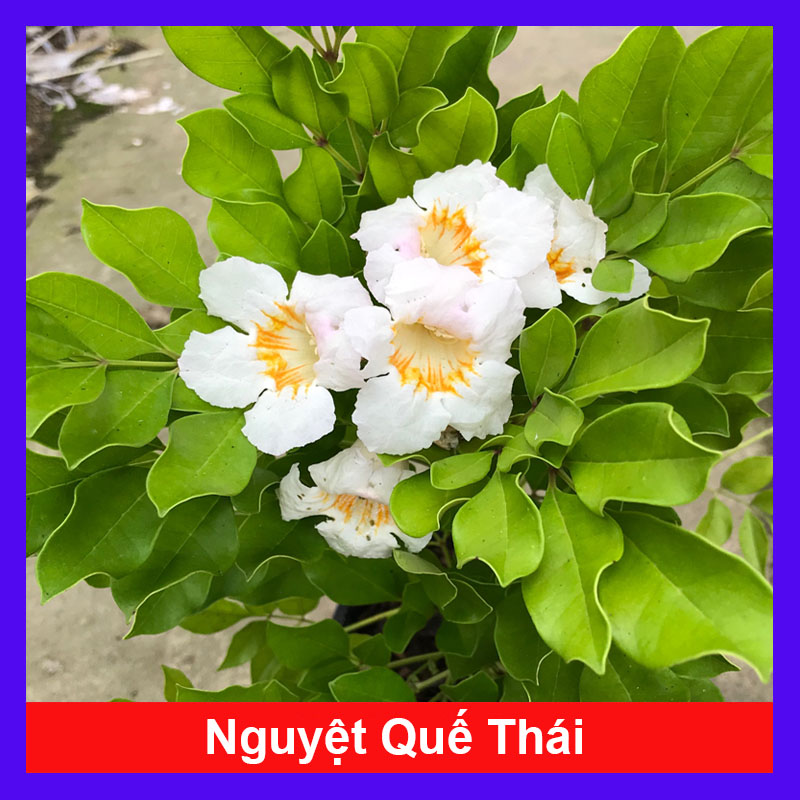 Cây Nguyệt Quế Lá Lớn