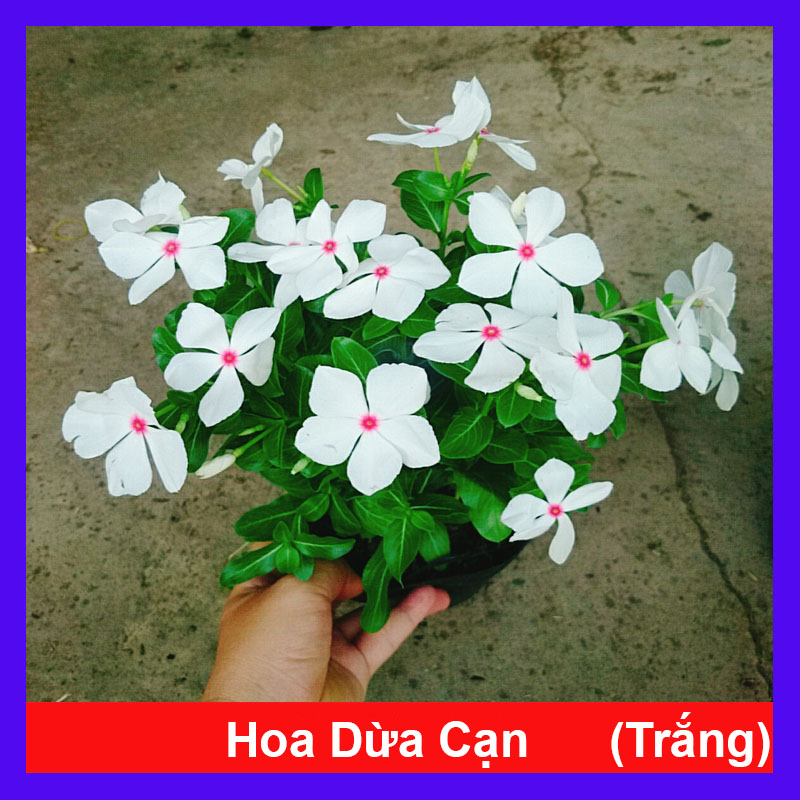 Cây Hoa Dừa Cạn (Trắng)