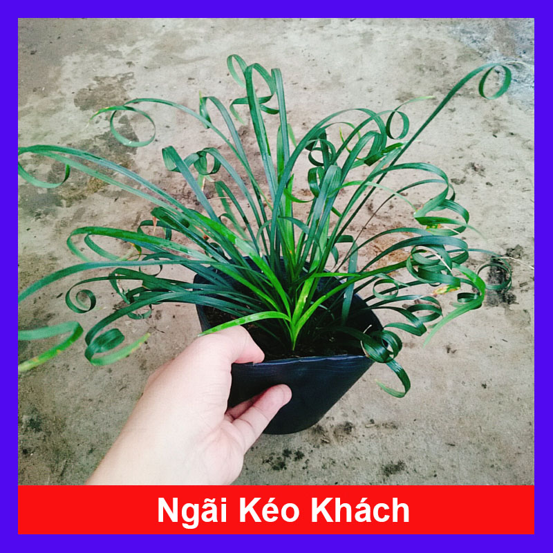 Cây Ngải Lá Quắn