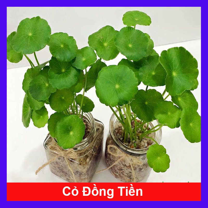 Cây Rau Má Nhật