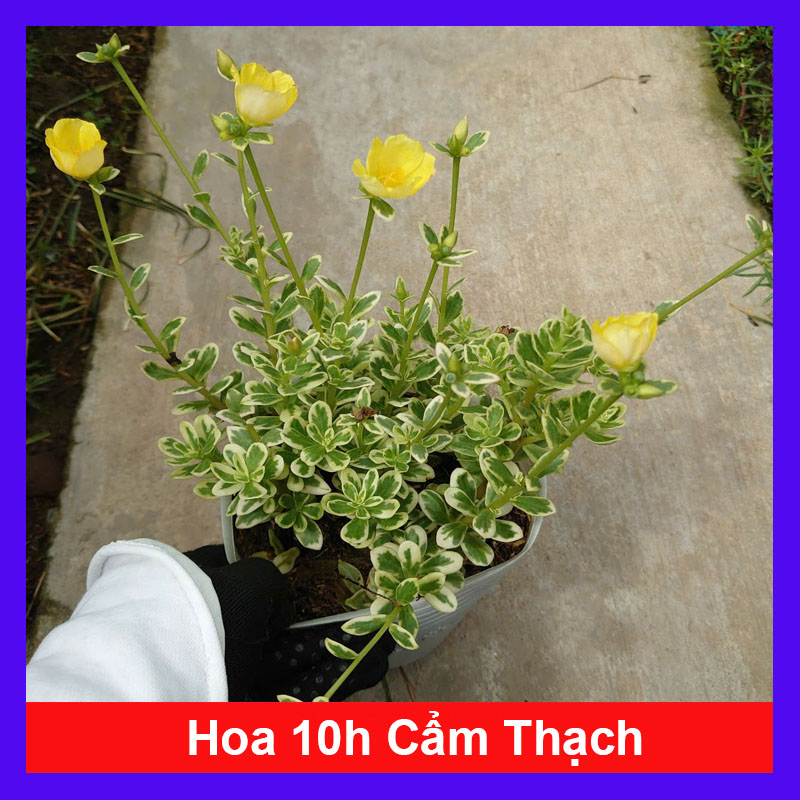 Cây 10h Cẩm Thạch