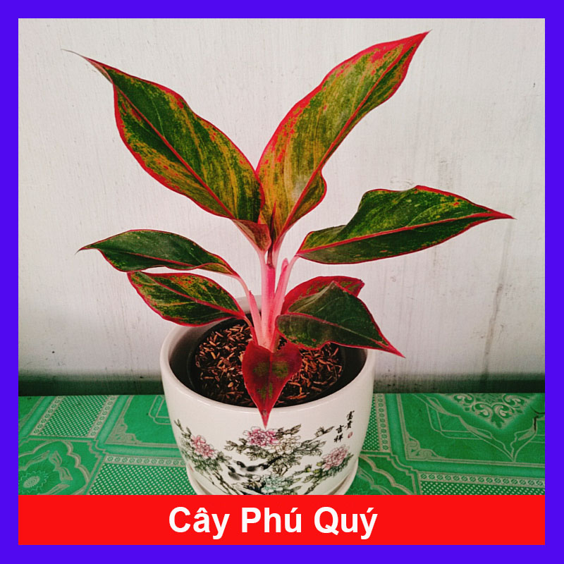 Cây Phú Quý