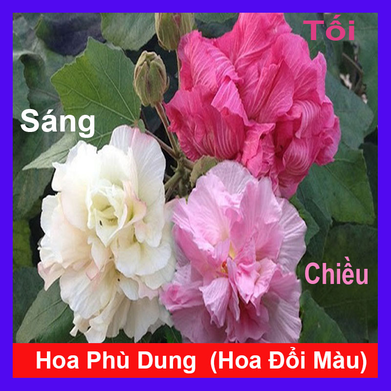 Cây Phù Dung