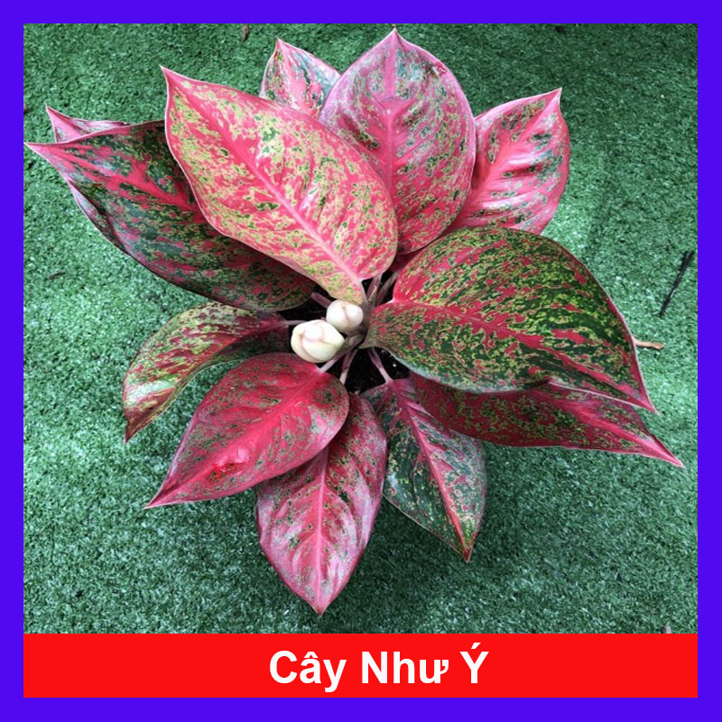 Cây Như Ý