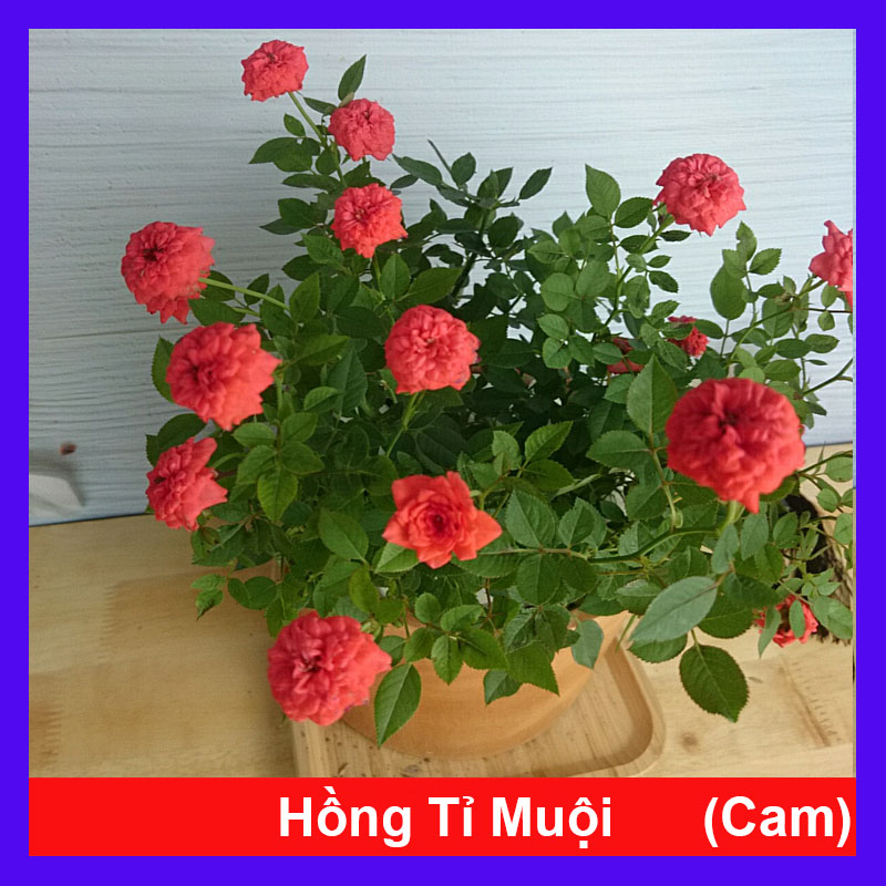 Cây Hồng Tỉ Muội Cam