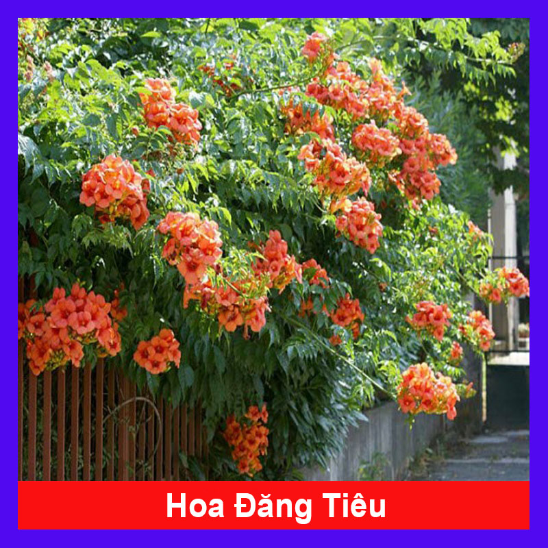 Cây Hoa Đăng Tiêu