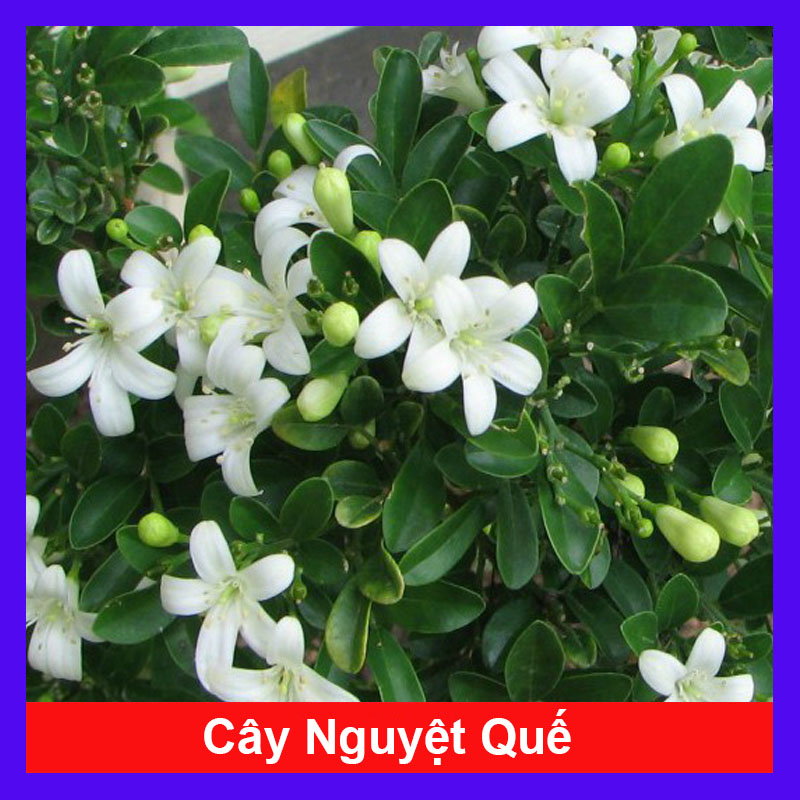 Cây Nguyệt Quế (Nhỏ)